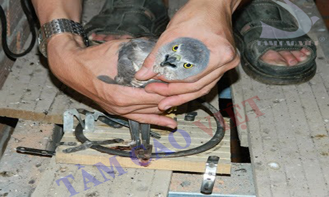 Phòng chống thiên địch